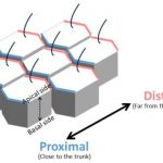 Study: Regulation of cell orientation and shape for tissue morphogenesis — (Details)