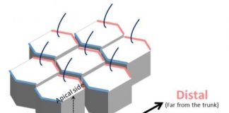 Study: Regulation of cell orientation and shape for tissue morphogenesis — (Details)