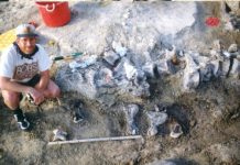 Research: Paleontologists discover largest dinosaur foot ever —