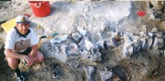 Research: Paleontologists discover largest dinosaur foot ever —