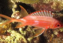 Research: Bigger eyes but reduced brain power in nocturnal fishes —