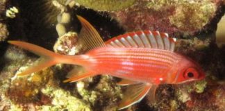 Research: Bigger eyes but reduced brain power in nocturnal fishes —