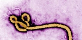 Research: Study suggests that a gene encoding a viral protein has been carefully preserved in Myotis bats for millions of years —