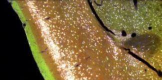 Study: Organization — or lack of it — in brain’s piriform cortex allows us to differentiate one smell from another — (Details)