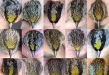 Research: Researchers can change dominance relationships between birds by altering the colors on their heads, but only if the birds don’t already know each other —