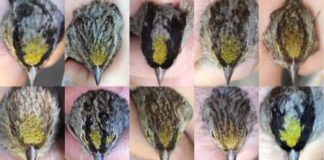 Research: Researchers can change dominance relationships between birds by altering the colors on their heads, but only if the birds don’t already know each other —