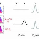 Study: How inhibition hones cortical selectivity — (Details)