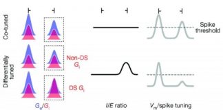 Study: How inhibition hones cortical selectivity — (Details)