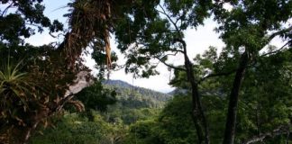 Research: Tropical forests may soon hinder, not help, climate change effort —