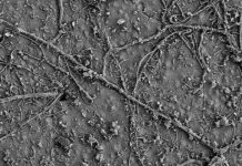 Research: Soil bugs munch on plastics —