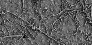 Research: Soil bugs munch on plastics —