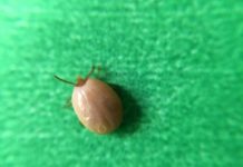 Research: Tickborne diseases are likely to increase, say NIAID officials —