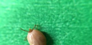 Research: Tickborne diseases are likely to increase, say NIAID officials —