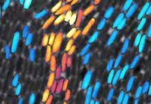 Research: Clusters of bacteria employ the same ‘percolation’ method we use to brew coffee —