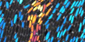 Research: Clusters of bacteria employ the same ‘percolation’ method we use to brew coffee —