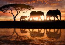 Research: Researchers warn of global biodiversity collapse —