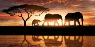 Research: Researchers warn of global biodiversity collapse —