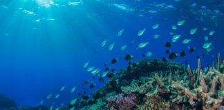 Research: NE Australian marine heatwave shakes up coral reef animal populations —