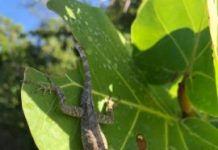 Research: An immediate before-after comparison — the first of its kind — shows that survivors of a hurricane have different traits than the general population —