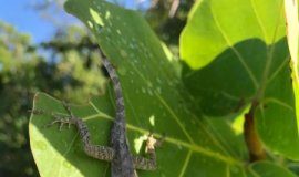 Research: An immediate before-after comparison — the first of its kind — shows that survivors of a hurricane have different traits than the general population —