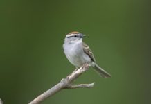 Research: Agricultural and urban habitat drive long-term bird population changes —