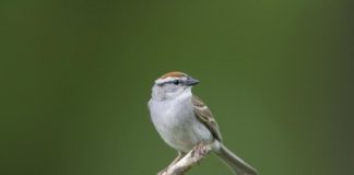 Research: Agricultural and urban habitat drive long-term bird population changes —