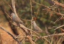 Research: Diamond doves do not optimize their movements for flexible perches —