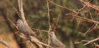 Research: Diamond doves do not optimize their movements for flexible perches —