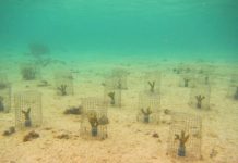 Research: Previously overlooked ‘coral ticks’ weaken degraded reefs —