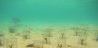 Research: Previously overlooked ‘coral ticks’ weaken degraded reefs —