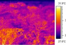 Research: Tropical treetops are warming, putting sensitive species at risk —