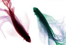 Research: Zeroing in on neurons that may be vital for social behaviors in mammals —