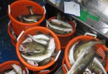 Research: Adult fish ‘predict’ availability of food for their young —