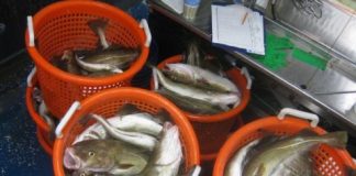 Research: Adult fish ‘predict’ availability of food for their young —