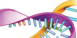 Study: Preclinical study suggests drug may be ready for early stage clinical trials — (Details)