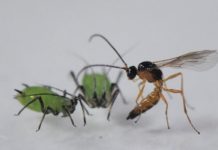 Research: Night-time lighting changes how species interact —