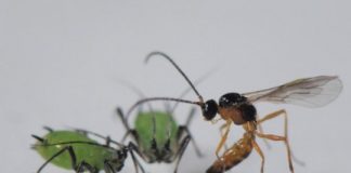 Research: Night-time lighting changes how species interact —