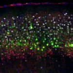 Study: Bioelectrical potential is driving force for stem cells to generate different types of neurons during embryogenesis — (Details)
