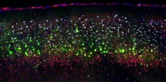 Study: Bioelectrical potential is driving force for stem cells to generate different types of neurons during embryogenesis — (Details)