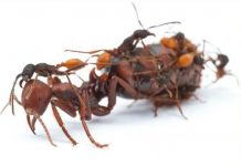 Research: Ant study sheds light on the evolution of workers and queens —