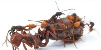 Research: Ant study sheds light on the evolution of workers and queens —