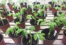 Research: Healthy microbiomes on plant leaves protect against pathogens, though not on fertilized plants —
