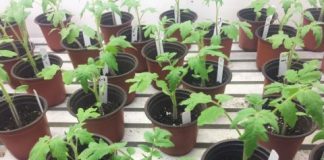 Research: Healthy microbiomes on plant leaves protect against pathogens, though not on fertilized plants —