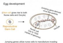 Research: How do jumping genes cause disease, drive evolution? —