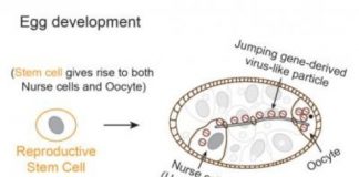 Research: How do jumping genes cause disease, drive evolution? —