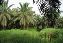 Research: To keep more carbon on the ground, halting farmland expansion is key —