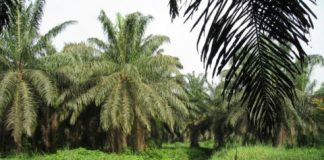 Research: To keep more carbon on the ground, halting farmland expansion is key —