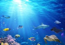 Research: First mapping of global marine wilderness shows just how little remains —