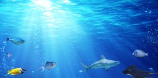 Research: First mapping of global marine wilderness shows just how little remains —