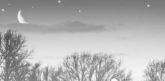 Research: Fat production and burning are synchronized in livers of mice with obesity —